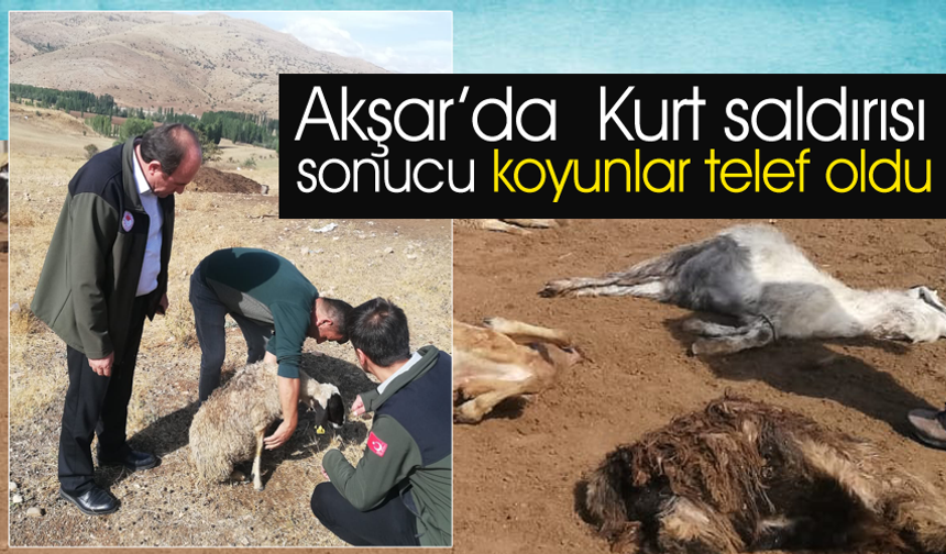 Akşar’da  Kurt saldırısı sonucu koyunlar telef oldu