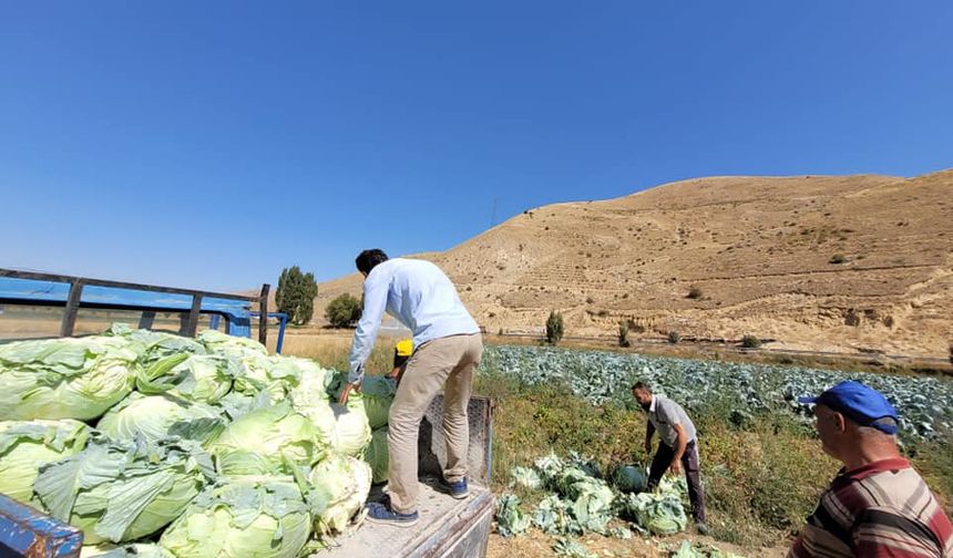 Bayburt Turşu fabrikası için lahana alımı başladı