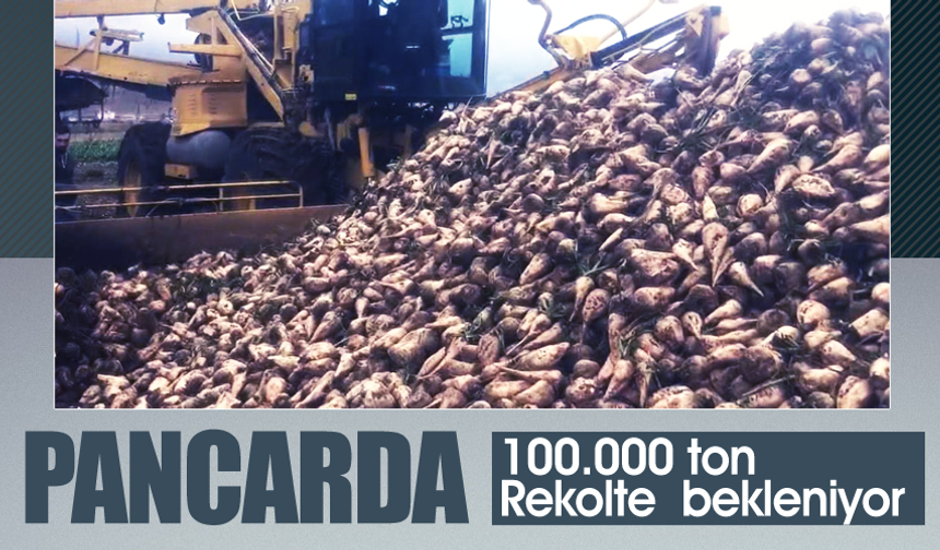 Şeker pancarında 100.000 ton rekolte  bekleniyor