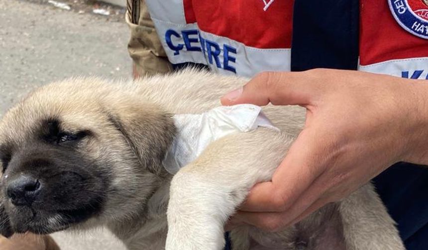 Yavru köpeğe Hayvanları Koruma Timi müdahale etti