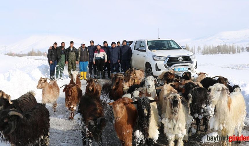 Kayıp 33 küçükbaş hayvan Beşpınar-Yazıbaşı arasında bulundu!