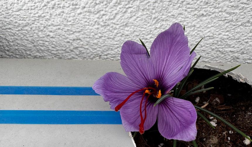 Ülkü Ocakları Genel Merkezi'nin Terasında Safran Hasadı Gerçekleşti