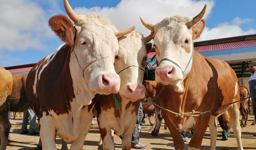 Bayburt’ta Kurban Bayramı hazırlıkları devam ediyor