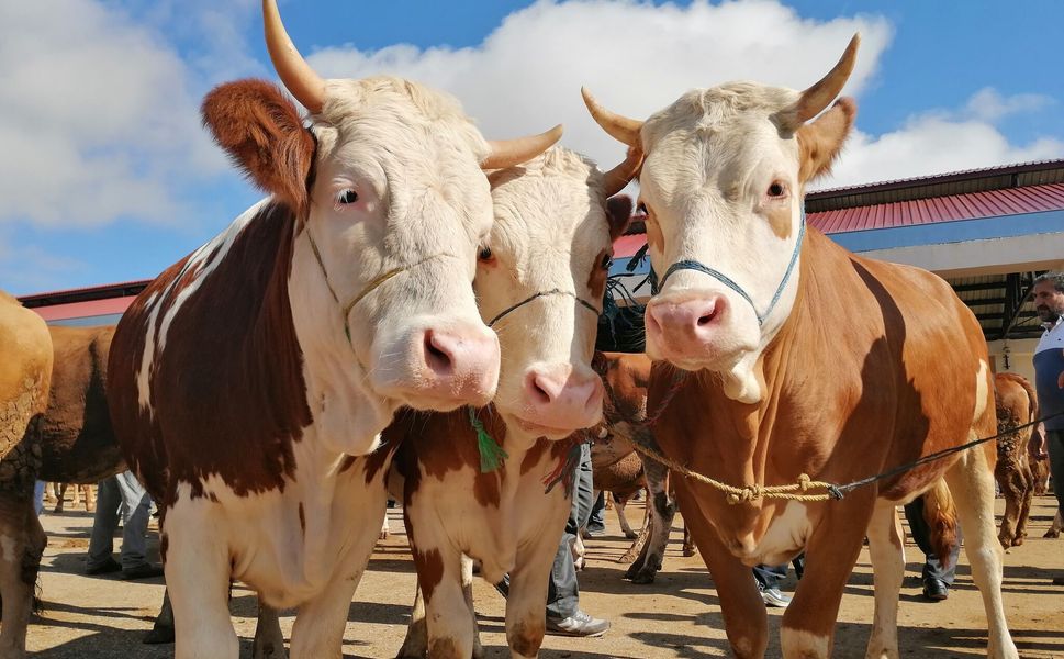 Bayburt’ta Kurban Bayramı hazırlıkları devam ediyor
